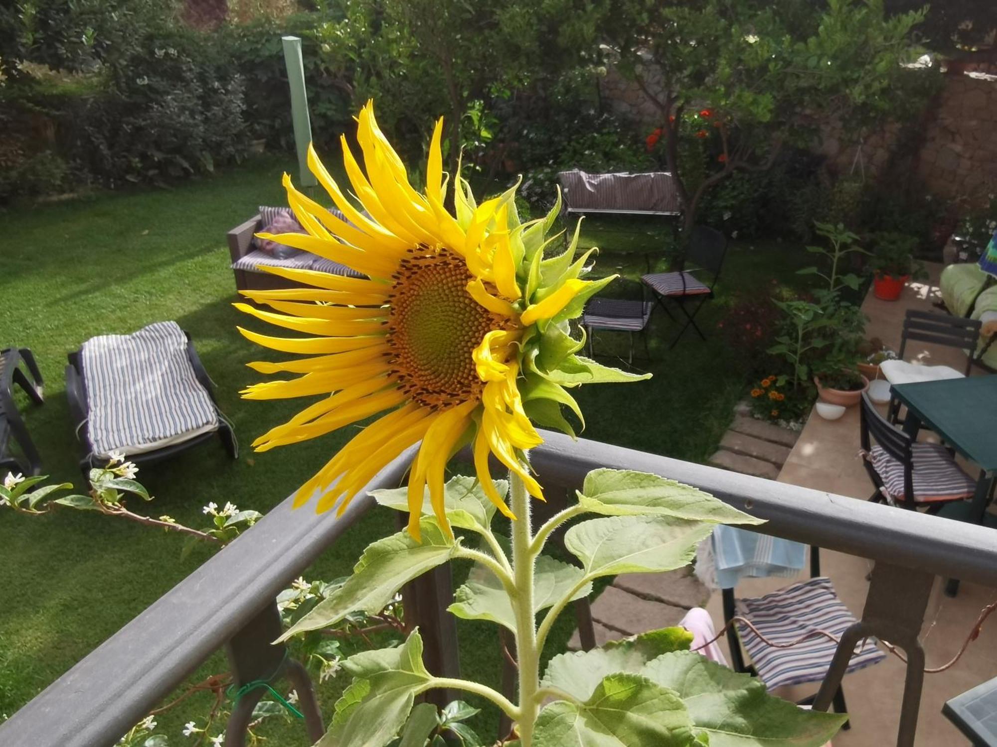 Il Giardino Di Tatiana Rooms & Breakfast Ла Мадалена Стая снимка